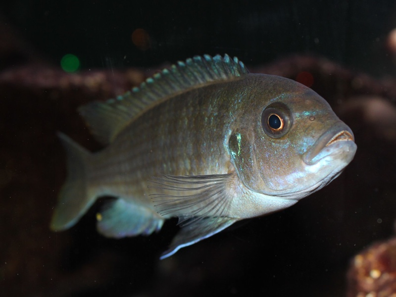 Maylandia fainzilberi 'Mphanga Rocks'